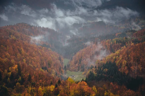 Туман в карпатском дождевом осеннем лесу — стоковое фото