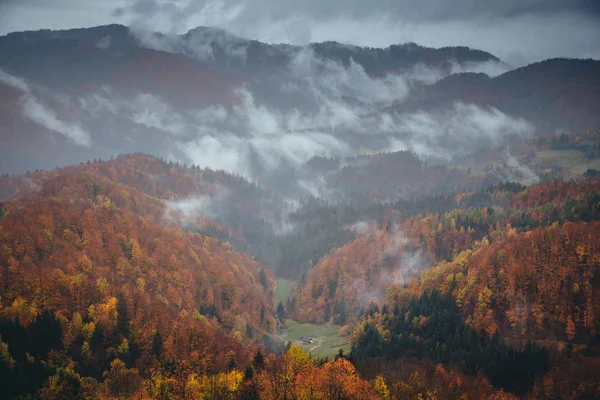 Regnig höstskog, Slovenien — Stockfoto