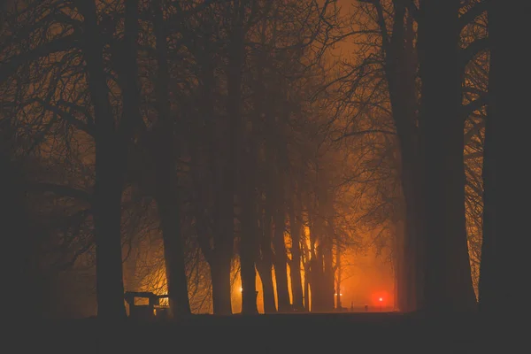 Beco escuro cheio de árvore na noite — Fotografia de Stock