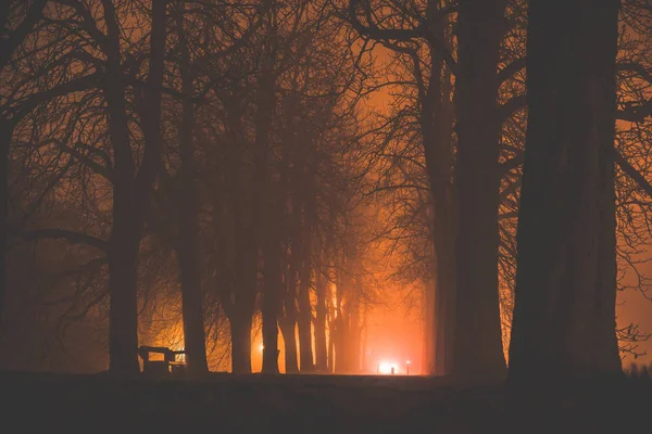 Dunkle Baumallee in der Nacht. Orangeres Licht — Stockfoto