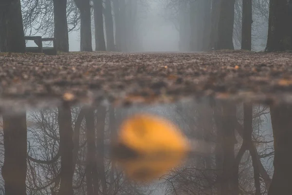 Herbstmorgen - neblige herbstliche Parkallee mit kahlen Novemberbäumen und trockenen — Stockfoto