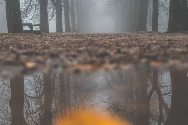 Parque de queda natureza nebulosa - visão enevoada do beco do parque de outono no nevoeiro denso. Paisagem de queda — Fotografia de Stock