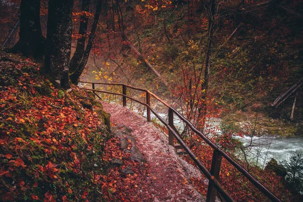 Beautiful path in colorful rainy autumn forest. Road by the river. — Stock Photo, Image