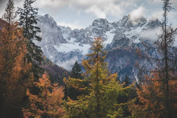 Otoño montaña árboles paisaje. Rocas de árboles de montaña en otoño. Otoño montaña rocas árboles escena — Foto de Stock