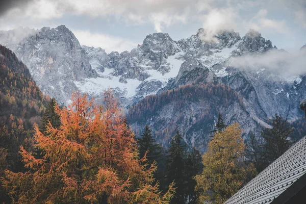 Autumn mountain trees landscape. Mountain tree rocks in autumn. Autumn mountain rocks trees scene