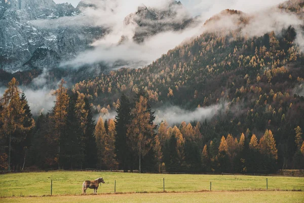 Koń na pastwisku w jesiennych górach. Kranjska Góra, Słowenia — Zdjęcie stockowe