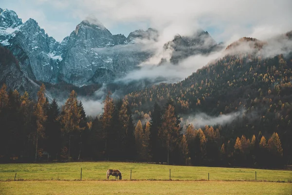 Güzel sonbahar dağları manzarasında bir at. Julian Alpleri, Slovenya — Stok fotoğraf
