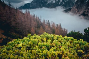 Yeşil diz kalası, arka planda Alp dağları..