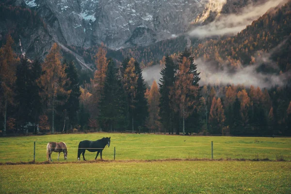 Cavalli sul prato verde delle Alpi. Bella foto, animali e montagne — Foto Stock