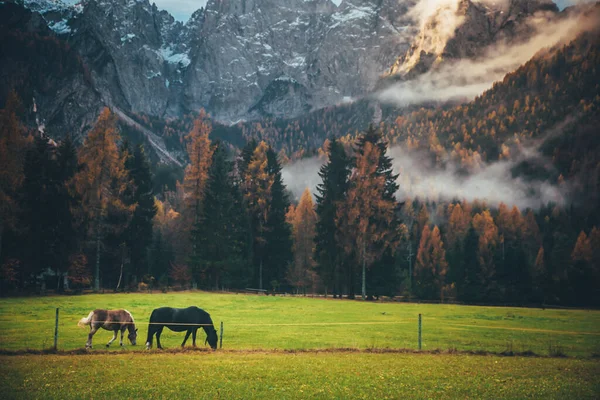 Güneş ışığında, arka planda Majestic Rock Dağı 'nın olduğu peri masalı manzarasında ispiyonculuk yapan atlar. Vahşi bölge. Slovenya, Julian Alps. Yaratıcı resim — Stok fotoğraf