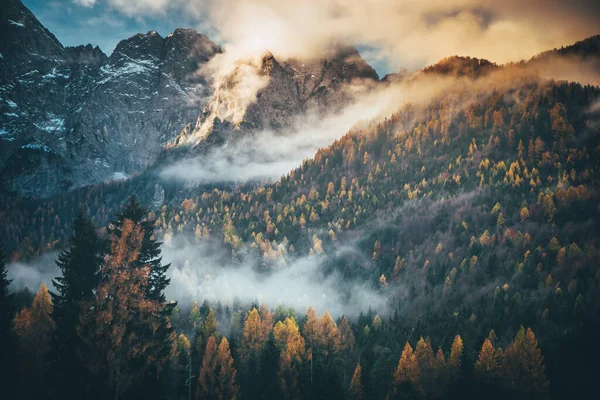 Осенний лес и туман в горах — стоковое фото