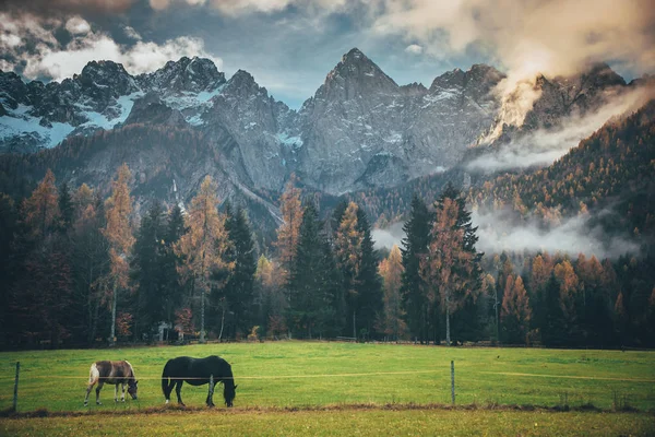 Güneşli bir günde harika dağlık araziler. Güneş ışığında, arka planda Majestic Rock Dağı 'nın olduğu peri masalı manzarasında ispiyonculuk yapan atlar. Vahşi bölge. Slovenya, Julian Alps. Yaratıcı resim — Stok fotoğraf