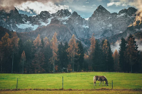 Yeşil çayırdaki at. Sonbaharda Alp Dağları — Stok fotoğraf