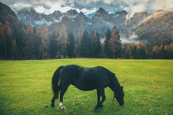 Cheval noir sur pâturage vert sous de grandes montagnes d'automne — Photo