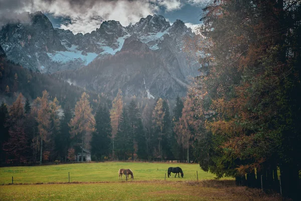 Cavalli che si radunano nella natura autunnale. Grande parete rocciosa delle Alpi Giulie sullo sfondo . — Foto Stock