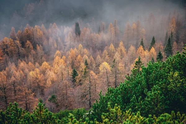 緑の膝の木材、オレンジの木や山. — ストック写真