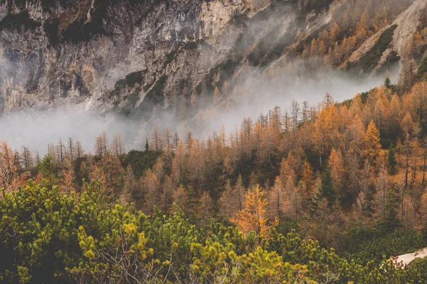 Floresta de faia nebulosa na encosta da montanha em uma reserva natural. — Fotografia de Stock