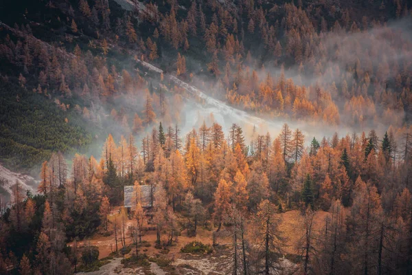 Őszi táj. Narancssárga erdei köd. — Stock Fotó