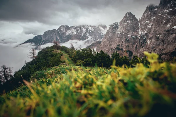 Dağlarda yeşil patika — Stok fotoğraf