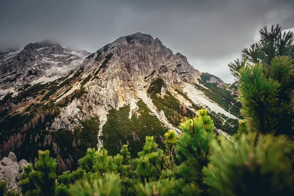 Sonbahar zamanı dağlar. Önplanda yeşil diz kalası — Stok fotoğraf