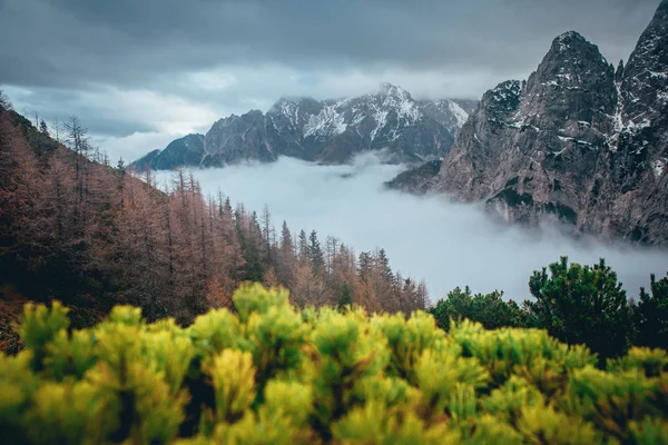 Grünes Knieholz und herbstlich neblige Felsberge im Hintergrund — Stockfoto