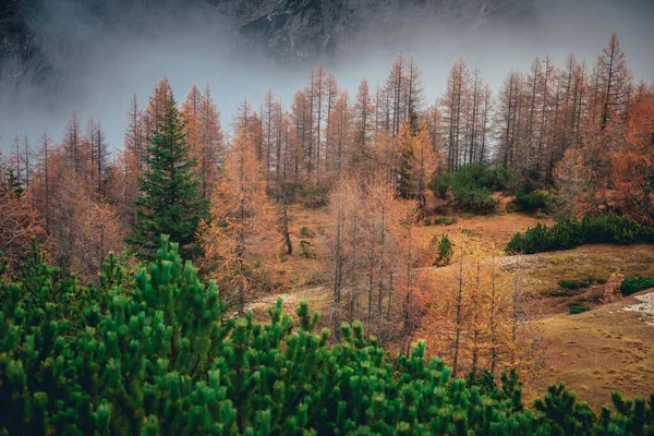 Зеленый, оранжевый и серый осенью . — стоковое фото