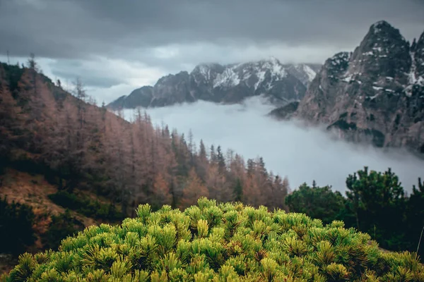 Güneşli bir günde harika dağlık araziler. Arka planda Majestic Rock Mountain ile güneşli, peri masalı manzarası. Vahşi bölge. Slovenya, Julian Alps. Yaratıcı resim — Stok fotoğraf