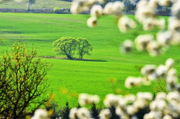 Spring green agricultural meadow, blossom tree in front of photo