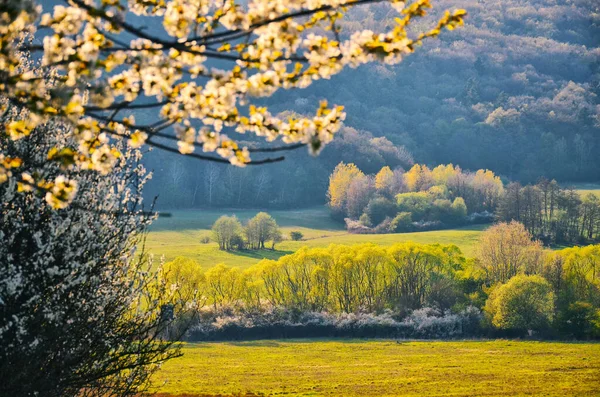석양 빛을 받는 아름다운 봄 초원 — 스톡 사진