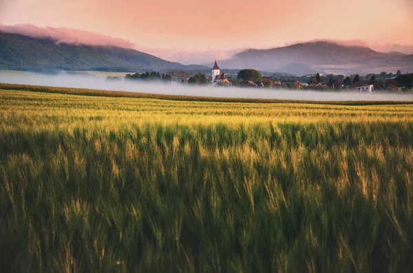 Campo Agrícola Manhã Verão — Fotografia de Stock