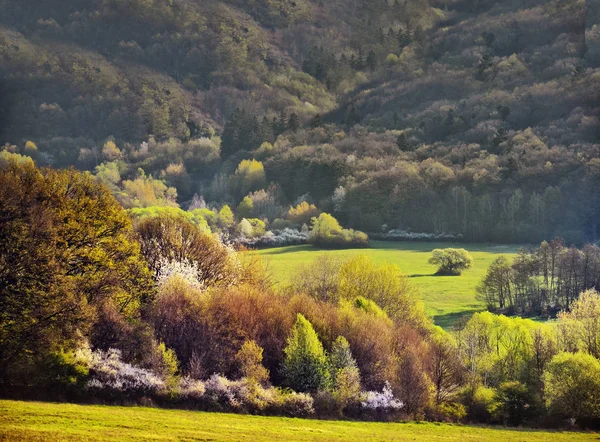 Wunderbare Frühlingsnatur, ländliche Landschaft, Wald und Wiese — Stockfoto