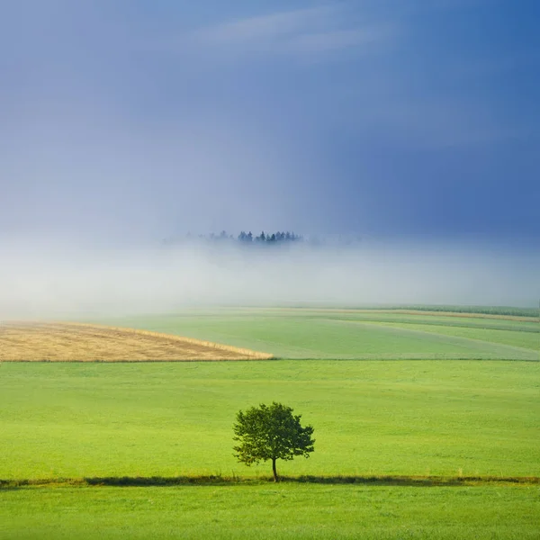 Alone tree in beautiful spring morning, meadow and field in background. Edit space — Stock Photo, Image