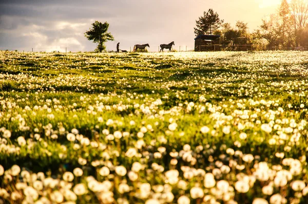 Cavalos Bela Natureza Primavera Animais Luz Nascer Sol — Fotografia de Stock