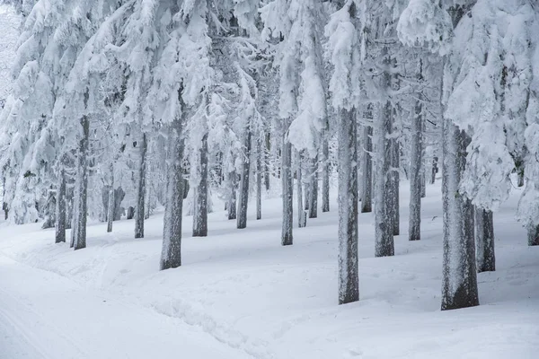 Frío Blanco Invierno Naturaleza Bosque Nieve — Foto de Stock