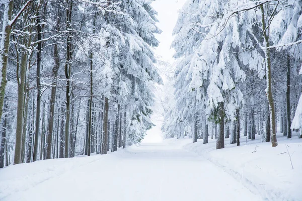 Прекрасный Белый Зимний Лес — стоковое фото