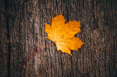 Sonbahar arkaplanı, sonbahar ortasında ahşap tahtada sarı akçaağaç yaprakları.