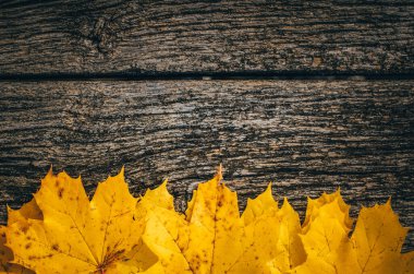 Sonbahar arkaplanı, sonbahar ortasında ahşap tahtada sarı akçaağaç yaprakları.