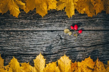 Sonbahar arkaplanı: Sarı renkli sonbahar akçaağaç yaprakları üzerinde kırmızı köpek gülü (rosa canina))