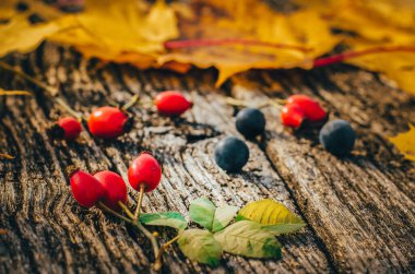 Köpek gülü ve sonbahar akçaağaç yaprakları ahşap arka planda