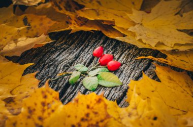 Köpek gülü ve sonbahar akçaağaç yaprakları ahşap arka planda