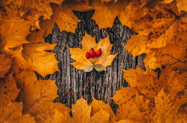 Sonbahar arkaplanı: Sarı renkli sonbahar akçaağaç yaprakları üzerinde kırmızı köpek gülü (rosa canina))