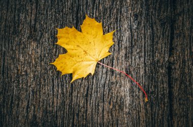 Sonbahar arkaplanı, sonbahar ortasında ahşap tahtada sarı akçaağaç yaprakları.