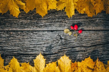 Sonbahar arkaplanı: Sarı renkli sonbahar akçaağaç yaprakları üzerinde kırmızı köpek gülü (rosa canina))