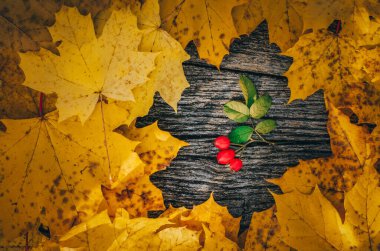 Sonbahar arkaplanı: Ahşap tahtada sarı renkli sonbahar akçaağaç yaprakları