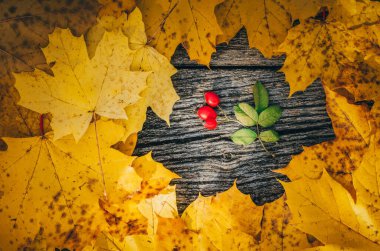 Sonbahar arkaplanı, sonbahar ortasında ahşap tahtada sarı akçaağaç yaprakları.