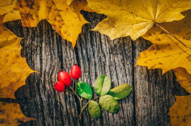 Sonbahar arkaplanı, sonbahar ortasında ahşap tahtada sarı akçaağaç yaprakları.