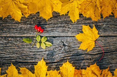 Sonbahar arkaplanı: Sarı renkli sonbahar akçaağaç yaprakları üzerinde kırmızı köpek gülü (rosa canina))