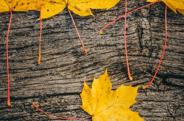 Осенний Фон Желтыми Листьями Клена Деревянной Доске Середине Осени — стоковое фото