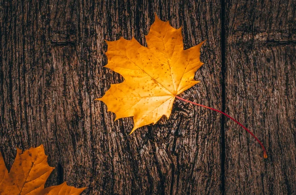 秋の風物詩 赤犬バラの木板の上の黄色の紅葉 ロサカニーナ — ストック写真