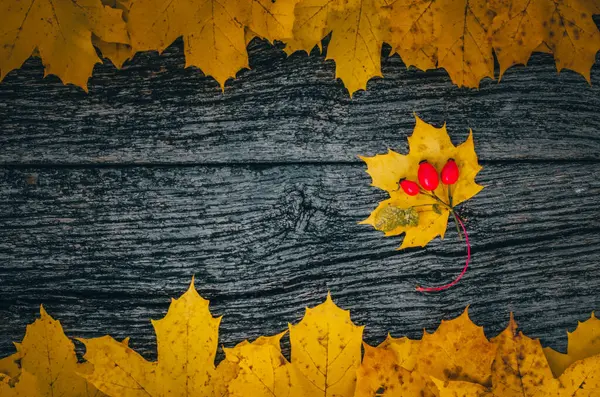 Rose Pour Chien Feuilles Érable Automne Sur Fond Bois — Photo